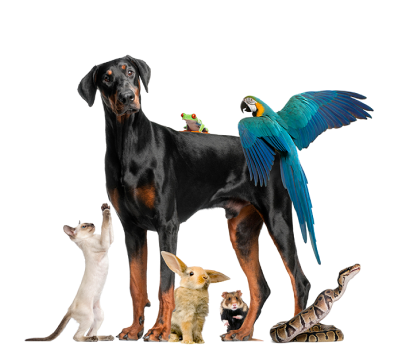 Ветеринарная клиника в Минске